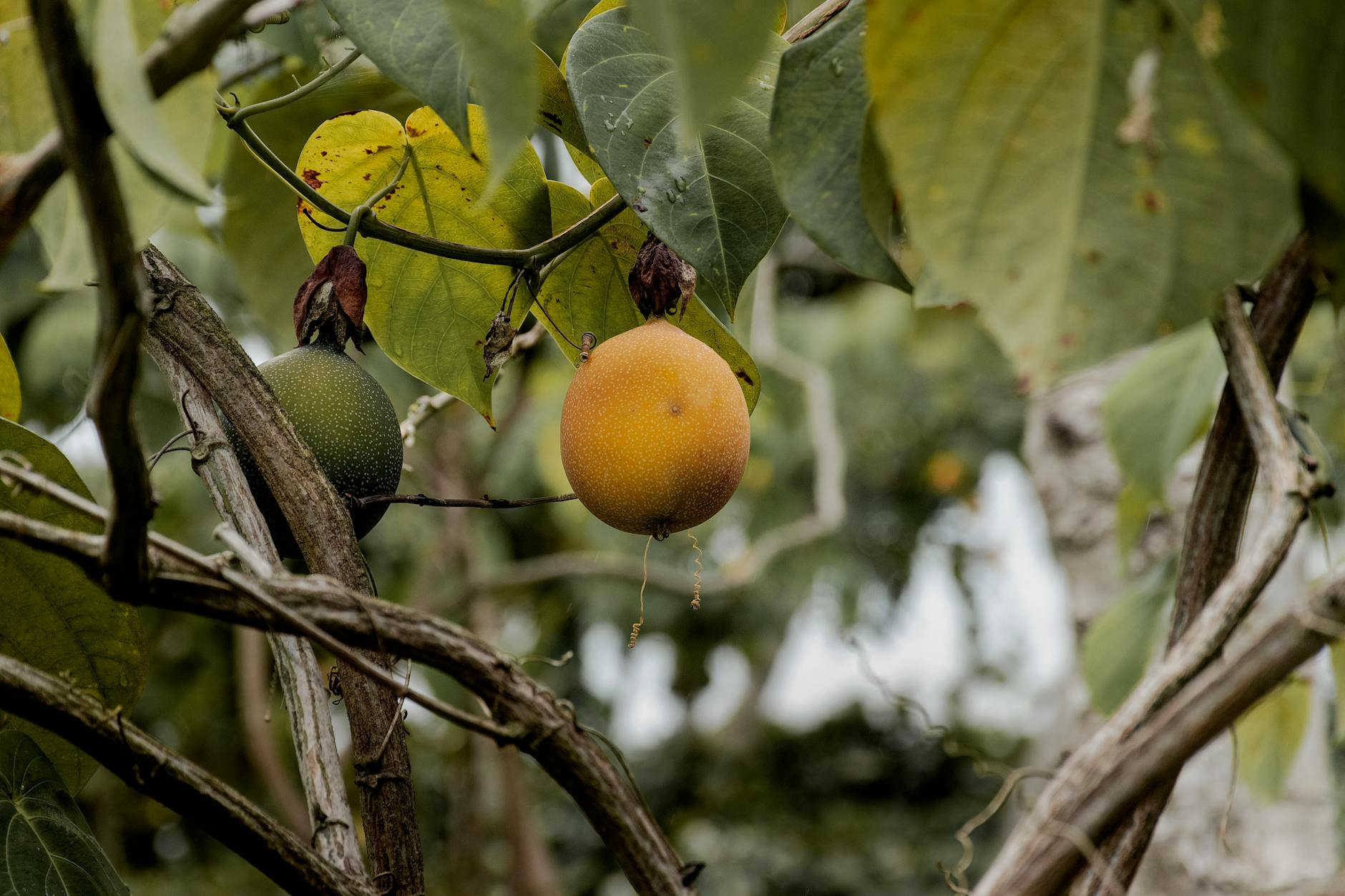 Buah Abiu dengan kulit hijau dan daging buah putih