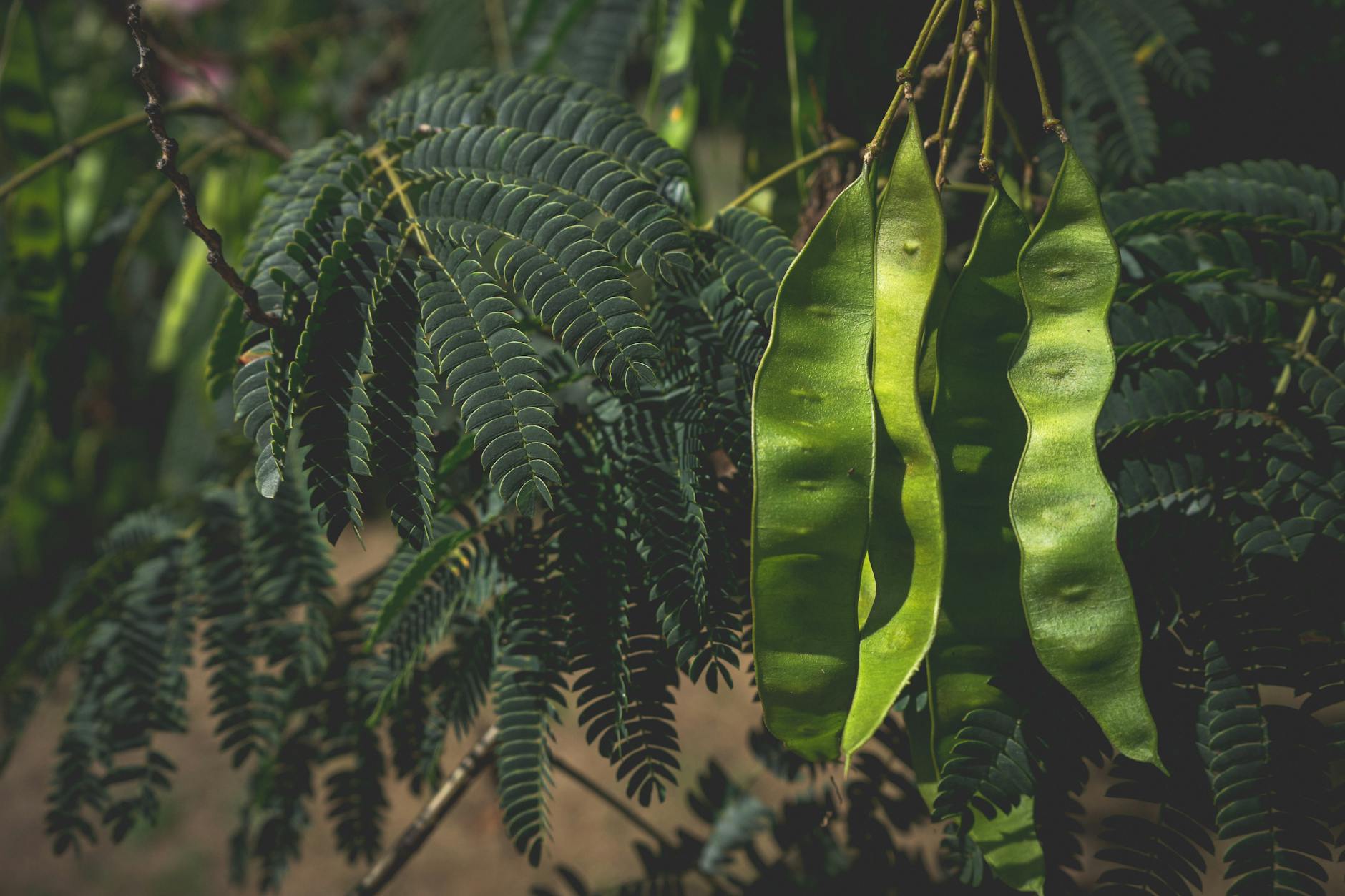 Buah acaca segar dengan warna ungu kaya antioksidan